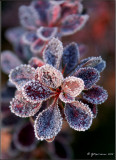 Bearberry in Frost