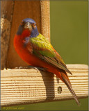 Feeding Painted Bunting Male