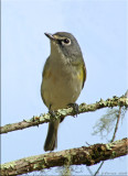 Blue-headed Vireo