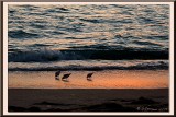 Sanderlings in the Sunset