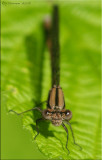 Full Frontal Damselfly