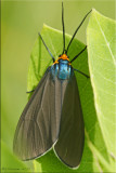 Hodges #8262 -- Virginia Ctenucha Moth -- Ctenucha virginica