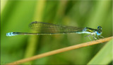 Male Sedge Sprite