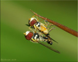Mating Syrphidae