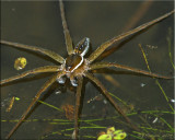 Sixspotted Fishing Spider Astride Water Surface