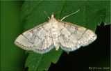 Hodges # 5182 – Hollow-spotted Blepharomastix – Blepharomastix ranalis