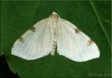 Heterophleps triguttaria - Three-spotted Fillip - Hodges#7647