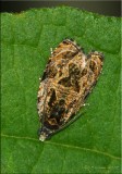 Raspberry Leafroller Moth – Olethreutes permundana – Hodges #2817