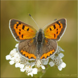 American Copper ~ Lycaena phlaeas