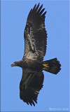 Juvenile Bald Eagle