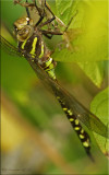 Female Lance-tipped Darner ~ Aeshna constricta