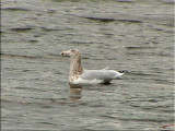 Non-breeding Herring Gull