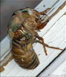 Emerging Annual Cicada