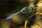 Blue Dasher ~ Pachydiplax longipennis Male