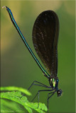 Calopteryx maculata - Ebony Jewelwing Male