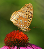 Speyeria cybele - Great Spangled Fritillary