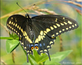 Papilio polyxenes asterias - Black Swallowtail