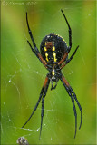 Garden Orb Weaver ~ Argiope aurantia