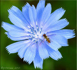 Chicory with Hover Fly