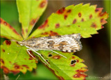 Nomophila nearctica - Lucerne Moth - Hodges#5156