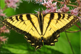 Papilio glaucus ~ Male Eastern Tiger Swallowtail