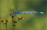 Enallagma civile ~ Familiar Bluet Male