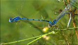 Enallagma civile ~ Familiar Bluets w/Blue Form Female