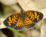 Pearl Crescent ~ Phyciodes tharos