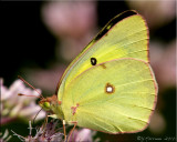 Orange Sulphur ~ Colias eurytheme