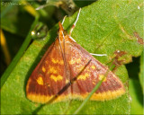 Pyrausta acrionalis - Mint-loving Pyrausta Moth - Hodges#5071