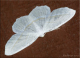 Campaea perlata - Pale Beauty - Hodges#6796