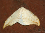 Drepana arcuata - Arched Hooktip - Hodges#6251