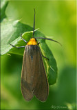 Cisseps fulvicollis - Yellow-collared Scape Moth - Hodges# 8267