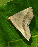 Ledaea perditalis - Lost Owlet - Hodges#8491