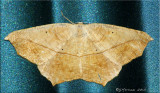 Prochoerodes lineola - Large Maple Spanworm - Hodges#6982