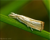 Agriphila ruricolella - Lesser Vagabond Sod Webworm - Hodges#5399