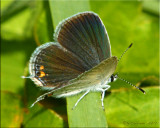 Cupido comyntas ~ Eastern Tailed-Blue Female