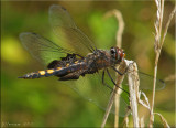 Tramea lacerata - Black Saddlebags