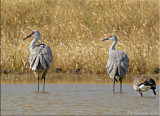 Sandhill Cranes