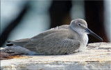 Resting Willet