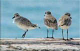 Black-bellied Plovers