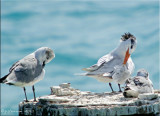 A Royal and Laughing Preen