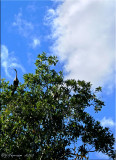 Under the Anhinga Tree