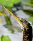 Anhinga Portrait