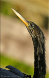 Anhinga ~ Adult Male