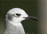 Laughing Gull Winter Plumage