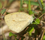 Eurema daira ~ Barred Yellow Female