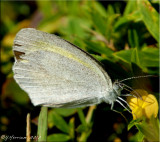 Eurema daira ~ Barred Yellow Male