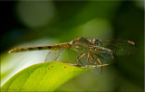 Erythrodiplax umbrata - Band-winged Dragonlet Female