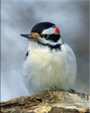 Hairy Woodpecker